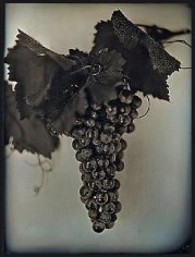 Chuck Close, Red Wine Grapes 2, 2007, 30 x 23 in.