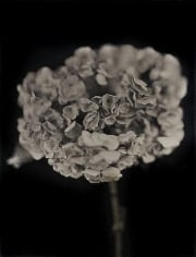 Chuck Close, Hydrangea, 2007, 27.5 x 33 in.