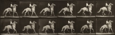 EADWEARD MUYBRIDGE Plate 589&mdash;Ambling (single foot); bareback; white horse Clinton,&nbsp;1887