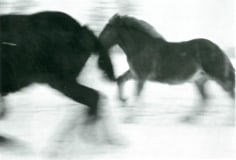  Horses&nbsp; #4, 2005-2006