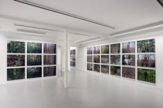 Joseph Bartscherer: Forest&nbsp;&ndash; installation view 8
