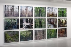 Joseph Bartscherer: Forest&nbsp;&ndash; installation view 3