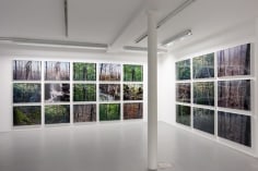 Joseph Bartscherer: Forest&nbsp;&ndash; installation view 7