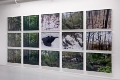 Joseph Bartscherer: Forest&nbsp;&ndash; installation view 6
