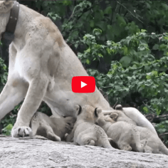 Mwiba Lioness with 5 new cubs