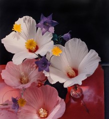 Horst, Hybiscus Platycum