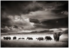 Nick Brandt, Elephant Herd, Serengeti, 2001