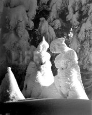 Alfred Eisenstaedt,  Evergreen trees at 51 degrees fahrenheit, Mt. Tremblant, Canada, 1944
