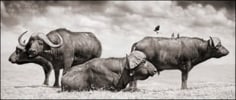 Nick Brandt, Buffalo Group Portrait, Amboseli, 2006