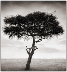 Nick Brandt, Cheetah in Tree, Maasai Mara, 2003