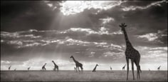 Nick Brandt, Giraffes in Evening Light, Maasai Mara, 2006