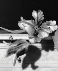 Horst P. Horst, Tulips, Oyster Bay, New York, 1989