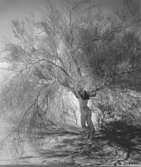 Andre De Dienes, Nude with tree, 1960's