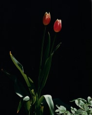 Horst, Tulips, Oyster Bay, Long Island, 1989