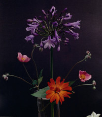 Horst, Agapanthus, Anemonoe Japonica, Zinnia, c. 1985