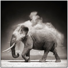 Nick Brandt, Elephant with Exploding Dust, Amboseli, 2004