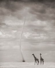 Nick Brandt, Giraffes and Dust Devil, Amboseli, 2007
