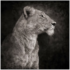 Nick Brandt, Portrait of Lioness Against Rock, Serengeti, 2007