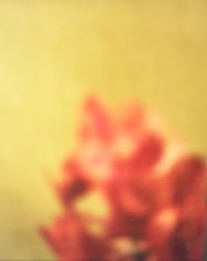 David Seidner, Orange Cluster on Green, 1999