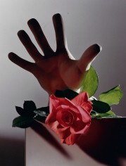 Horst, Rose with Cast Of Michelangelo Hand