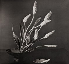 Horst, Kniphofia: Red Hot Poker (Torch Lily), New York, 1957