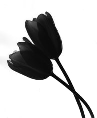 Len Prince, Single Tulip, New York City, 1985