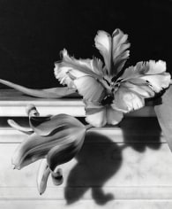 Horst P. Horst, Tulips, Oyster Bay, Long Island, 1989