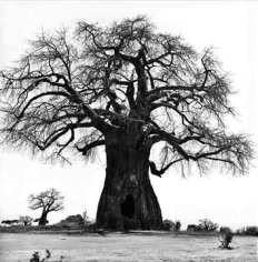 Patrick Demarchelier Tree, Tanzania, 1993