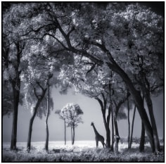 Nick Brandt