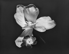 Horst, Tulip with Primula, New York, 1987
