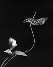 Horst,  Tulip with Anthurium, Oyster Bay, New York, 1989