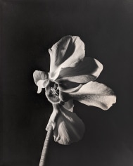 Horst, White Cyclamen, New York, 1987