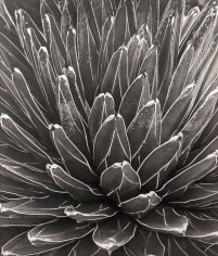 Horst, Victoria Regina Agave, 1945