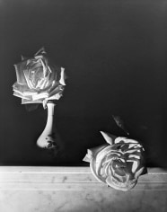 Horst, White Roses, Oyster Bay, New York, 1989