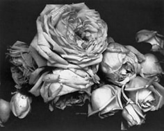Edward Steichen,  Heavy Roses, Voulangis, France 1914