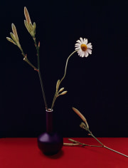 Horst, Marguerite and Day Lily Buds, c. 1985