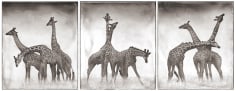 Nick Brandt, Giraffe Triptych, Maasai Mara, 2005