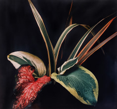 Horst, Caladium and Hosta Leaves