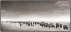 Nick Brandt, Elephant Exodus II, Amboseli, 2004