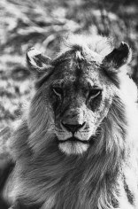 Arthur Elgort, Lion in Africa, 1991