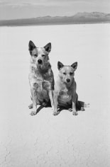Arthur Elgort, Dogs, Death Valley, California, 2001