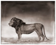 Nick Brandt, Portrait of Lion Standing in Wind,  Masai Mara, 2006