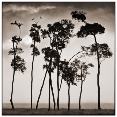Nick Brandt, Storks in Treetops, Maasai Mara, 2002