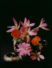 Horst, Dahlia, Zinnia & Fall Krokus