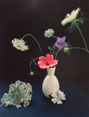 Horst P. Horst, Platycum, Betty Pryor Rose, and Queen Anne's Lace, circa 1985