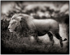 Nick Brandt, Windswept Lion, Serengeti, 2002