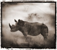 Nick Brandt, Rhino In Dust, Lewa Downs, 2003