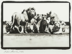 Peter Beard, Lion Pride, nr. Ndutu, S. Serengeti/Tanganyika E.A., 1976
