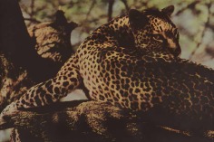 Sheila Metzner, Leopard. Kenya. 1997