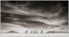 Nick Brandt, Giraffes Under Swirling Clouds, Amboseli, 2007